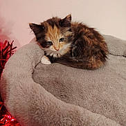 Tiggy is registered to the contest to win money with this photo: kitten, calico, cat, pet, furry, bed, cozy, indoor, animal, cute, small, sleepy, resting, fluffy, soft, domestic_cat, mammal, tinsel, red, pink_wall