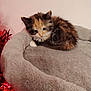 kitten, calico, cat, pet, furry, bed, cozy, indoor, animal, cute, small, sleepy, resting, fluffy, soft, domestic_cat, mammal, tinsel, red, pink_wall