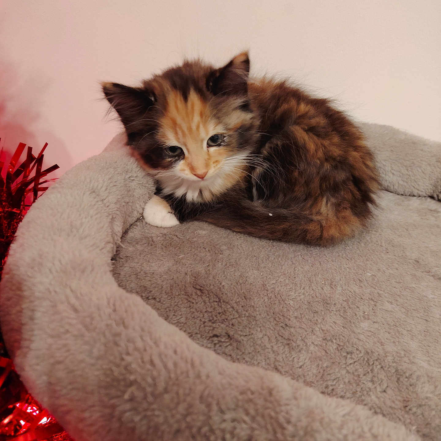Tiggy is registered to the contest to win money with this photo: animal, bed, calico, cat, cozy, cute, domestic_cat, fluffy, furry, indoor, kitten, mammal, pet, pink_wall, red, resting, sleepy, small, soft, tinsel