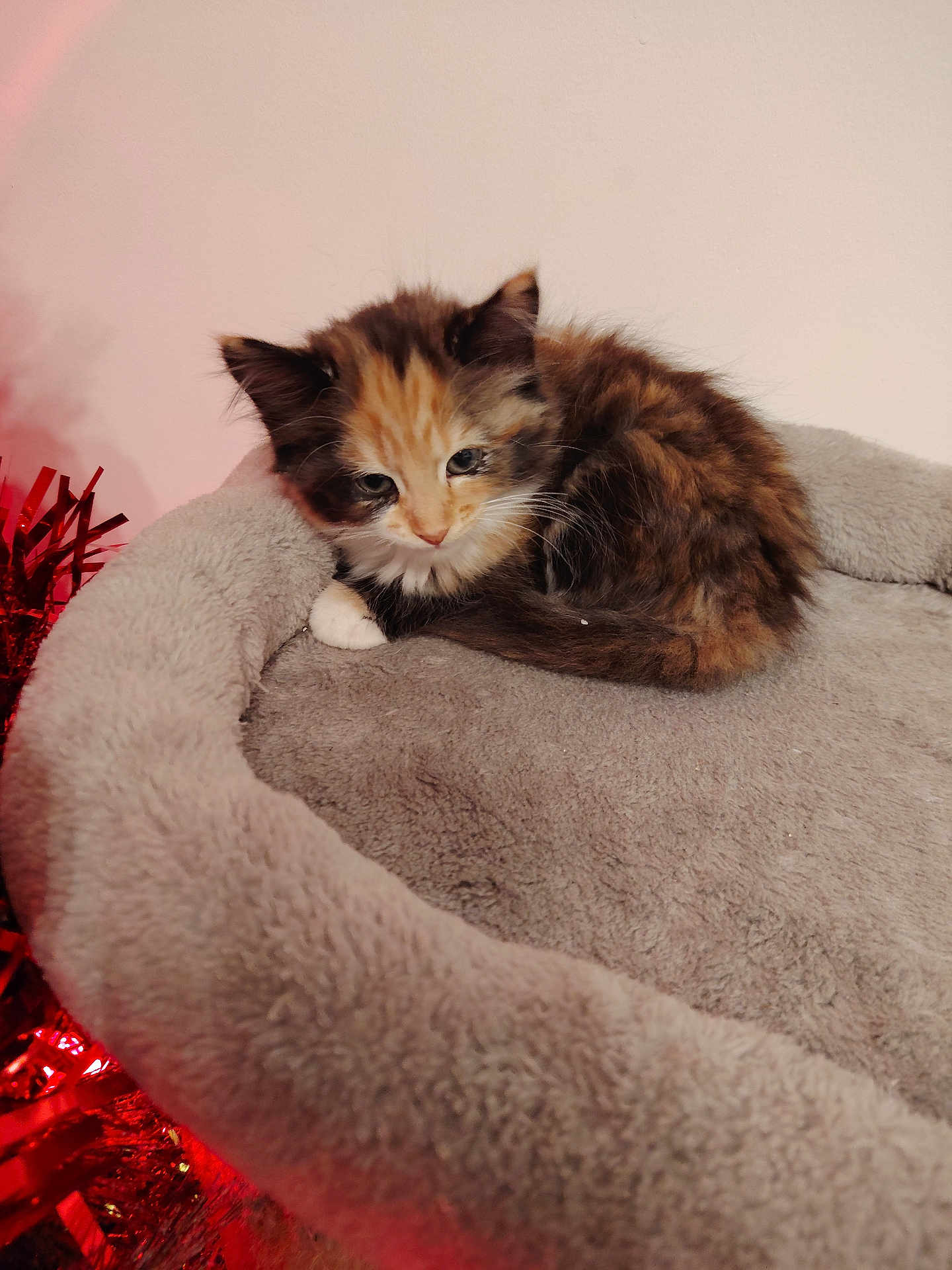 Tiggy is registered to the contest to win money with this photo: kitten, calico, cat, pet, furry, bed, cozy, indoor, animal, cute, small, sleepy, resting, fluffy, soft, domestic_cat, mammal, tinsel, red, pink_wall