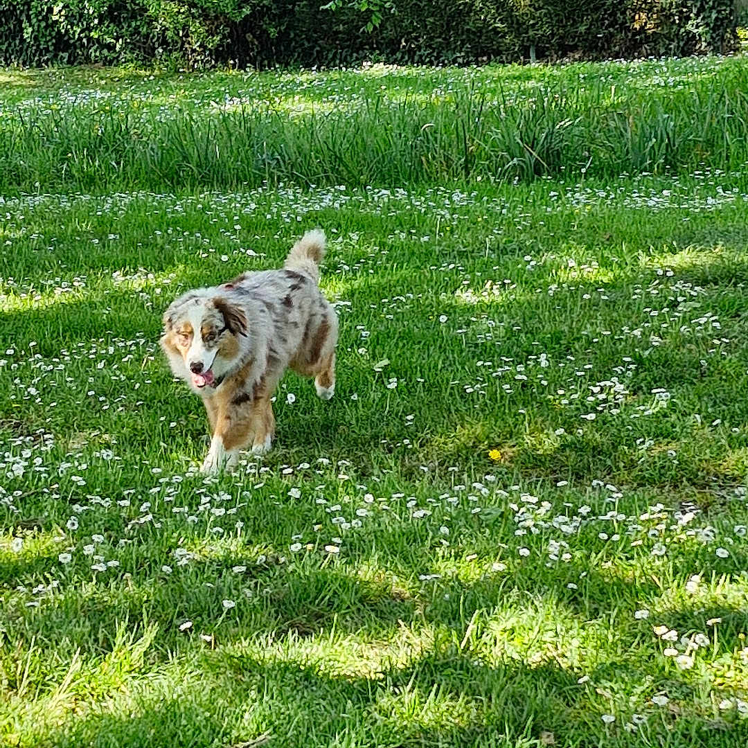 Véda participe au concours pour gagner de l'argent avec cette photo : animal, canine, dog, field, grass, grassland, grove, land, lawn, nature, outdoors, park, pet, plant, puppy, summer, tree, vegetation, woodland, yard