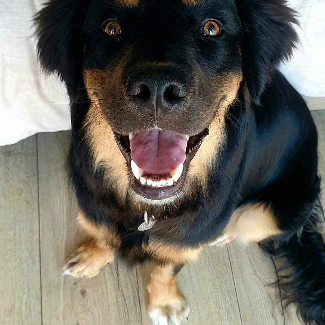 Taïko participe au concours pour gagner de l'argent avec cette photo : animal, black_dog, blanket, canine, collar, dog, ears, face, floor, fur, happy, indoor, looking_up, mouth_open, pet, sitting, smiling, tan_markings, tongue_out, wooden_floor