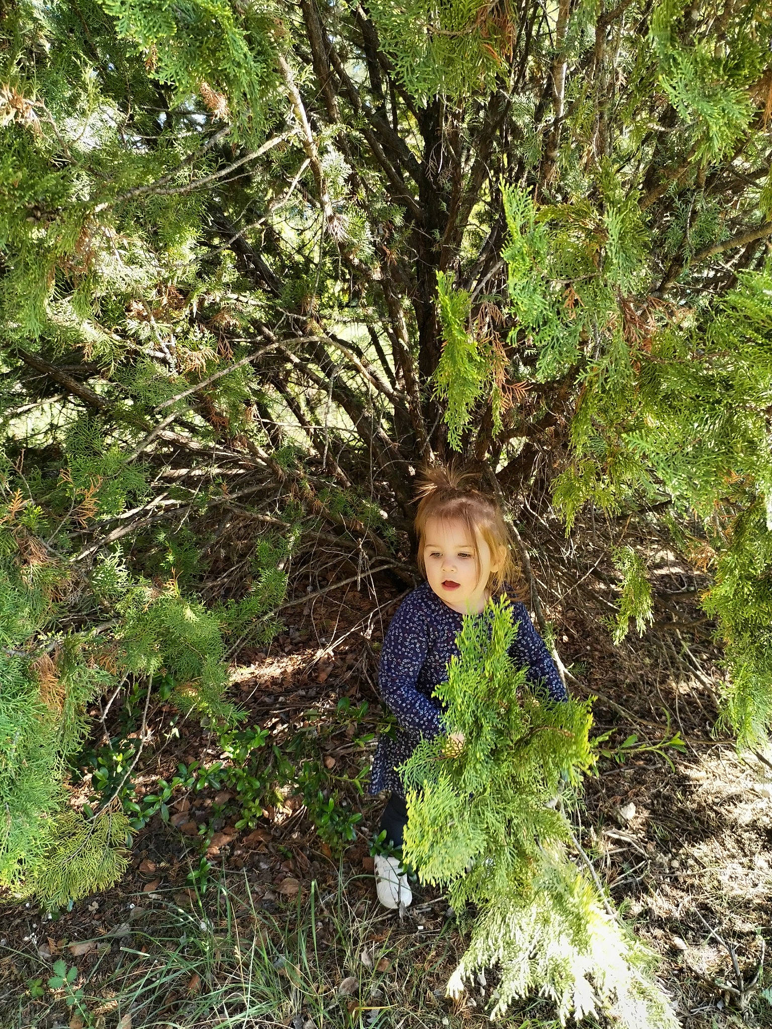 Lina participe au concours pour gagner de l'argent avec cette photo : deciduous, evergreen, forest, grass, groundcover, jungle, landscape, natural_landscape, non_vascular_land_plant, people_in_nature, person, plant, shrub, soil, temperate_broadleaf_and_mixed_forest, terrestrial_plant, toddler, tree, trunk, twig