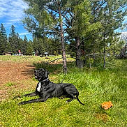 Reacher joined the competition — help win amazing prizes! dog, black_dog, grass, tree, pine_tree, outdoor, nature, toy, orange_toy, sunlight, sky, cloud, animal, pet, canine, lawn, relaxing, daytime, park, landscape