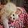 Sol