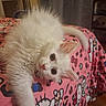 Sol is registered to the contest to win money with this photo: animal, bed, blanket, cat, cozy, curious, cute, cute_pet, domestic, feline, fluffy, fur, hello_kitty, indoor, pet, pink, playful, relaxed, white_kitten, young_cat