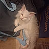 Sol joined the competition — help win amazing prizes! animal, bag, blue, cardboard_box, cat, cute, domestic_animal, feline, floor, fluffy, fur, indoor, kitten, paw, pet, relaxed, small, white_cat, winking, young