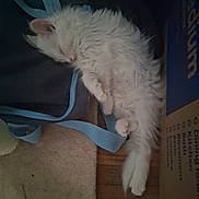 Sol is registered to the contest to win money with this photo: animal, blue_strap, cardboard_box, cat, cozy, cute, domestic_animal, feline, floor, fluffy, fur, indoors, napping, pet, quiet, relaxed, resting, sleeping, soft, white_cat