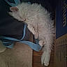 animal, blue_strap, cardboard_box, cat, cozy, cute, domestic_animal, feline, floor, fluffy, fur, indoors, napping, pet, quiet, relaxed, resting, sleeping, soft, white_cat