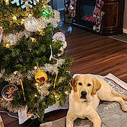 Rocky is registered to the contest to win money with this photo: dog, labrador_retriever, christmas_tree, holiday_decorations, ornaments, tree_skirt, stockings, fireplace, living_room, wood_floor, lights, festive, decor, pet, indoor, holiday, television, couch, cozy, relaxed