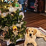 dog, labrador_retriever, christmas_tree, holiday_decorations, ornaments, tree_skirt, stockings, fireplace, living_room, wood_floor, lights, festive, decor, pet, indoor, holiday, television, couch, cozy, relaxed