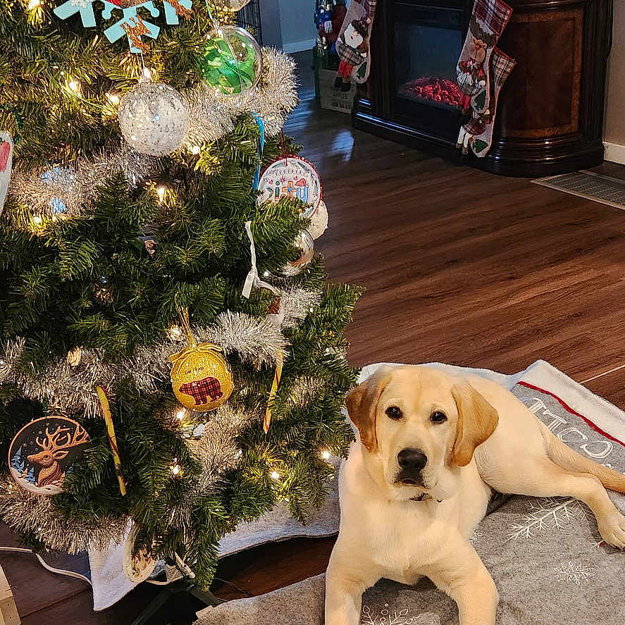 Rocky is registered to the contest to win money with this photo: christmas_tree, couch, cozy, decor, dog, festive, fireplace, holiday, holiday_decorations, indoor, labrador_retriever, lights, living_room, ornaments, pet, relaxed, stockings, television, tree_skirt, wood_floor