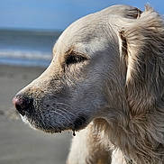 Unea participe au concours pour gagner de l'argent avec cette photo : dog, golden_retriever, beach, close_up, profile, sand, outdoor, canine, fur, nature, sea, snout, peaceful, daylight, animal, portrait, muzzle, pet, relaxing, water