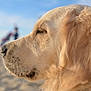 Unea a rejoint le concours — aidez-le/la à gagner de superbes lots ! dog, golden_retriever, close_up, profile, outdoor, beach, sand, fur, sunlight, sky, animal, pet, muzzle, whiskers, ears, calm, nature, daytime, blurry_background, peaceful
