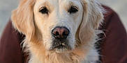 Unea participe au concours pour gagner de l'argent avec cette photo : dog, golden_retriever, pet, animal, portrait, close_up, outdoor, harness, canine, fur, muzzle, ears, sitting, person, hat, sunglasses, blurred_background, face, companion, leisure