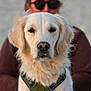 dog, golden_retriever, pet, animal, portrait, close_up, outdoor, harness, canine, fur, muzzle, ears, sitting, person, hat, sunglasses, blurred_background, face, companion, leisure