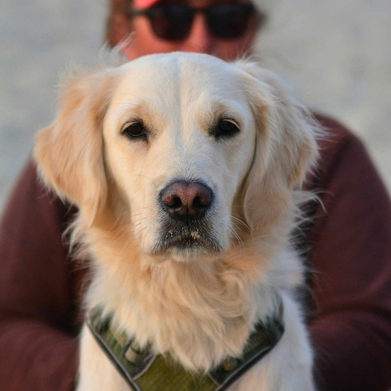 Unea participe au concours pour gagner de l'argent avec cette photo : animal, blurred_background, canine, close_up, companion, dog, ears, face, fur, golden_retriever, harness, hat, leisure, muzzle, outdoor, person, pet, portrait, sitting, sunglasses
