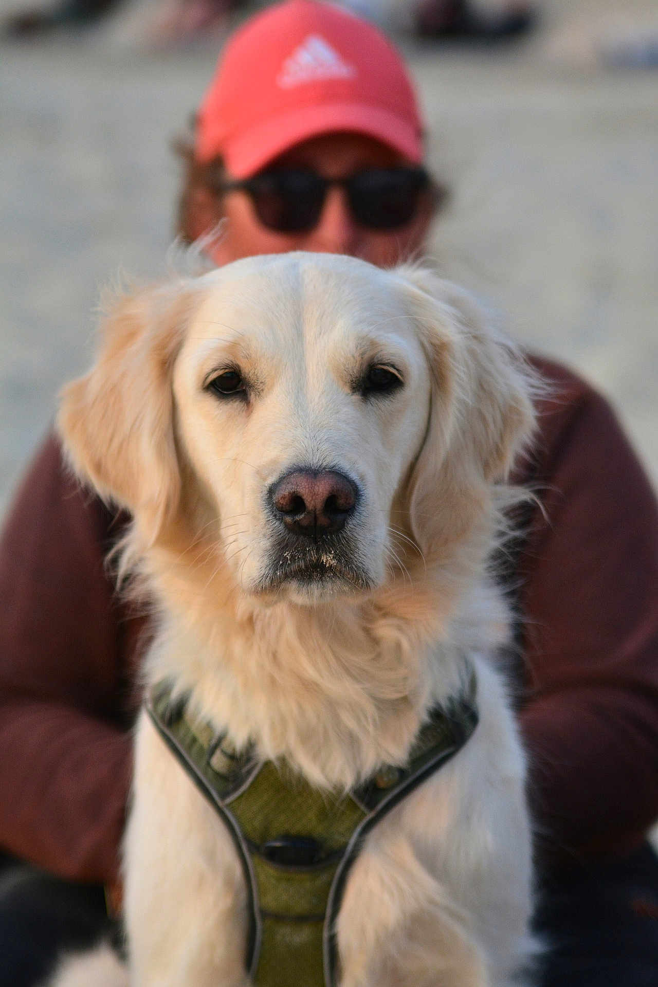 Unea participe au concours pour gagner de l'argent avec cette photo : dog, golden_retriever, pet, animal, portrait, close_up, outdoor, harness, canine, fur, muzzle, ears, sitting, person, hat, sunglasses, blurred_background, face, companion, leisure