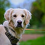 Unea a rejoint le concours — aidez-le/la à gagner de superbes lots ! dog, golden_retriever, outdoor, nature, pet, animal, harness, canine, portrait, fur, muzzle, ears, leash, greenery, blurred_background, closeup, calm, domestic_animal, walking, park