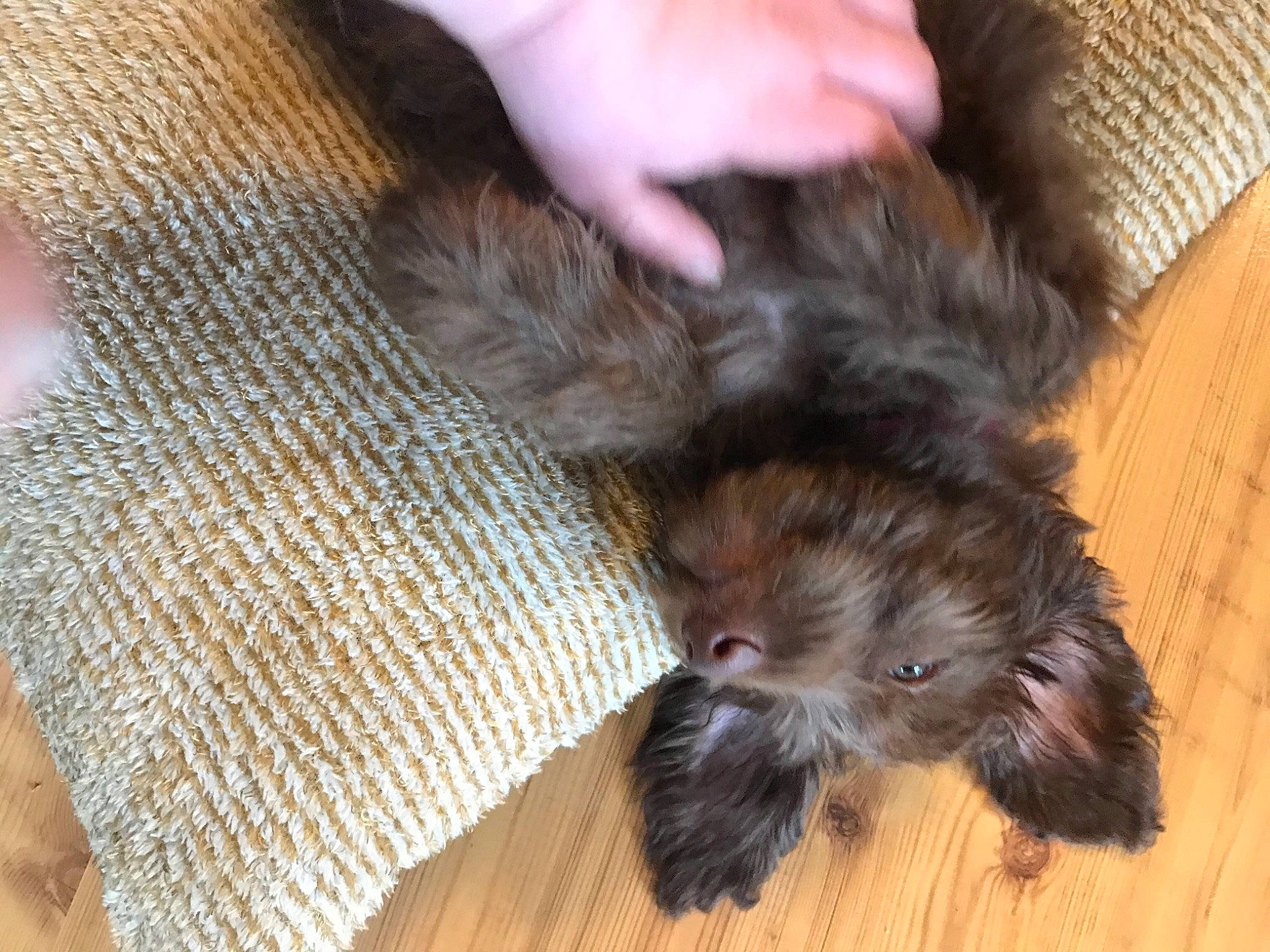 Coco is registered to the contest to win money with this photo: carnivore, claw, comfort, companion_dog, dog_breed, fawn, felidae, flooring, foot, fur, hardwood, liver, paw, snout, sporting_group, tail, terrestrial_animal, terrier, whiskers, wood