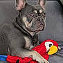 dog, french_bulldog, pet, plush_toy, parrot_toy, couch, blanket, gray_fur, short_hair, upright_ears, paws, snout, brown_eyes, attentive, indoor, portrait, resting, toy, close_up, animal