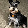 dog, schnauzer, pet, indoor, carpet, collar, tag, curious, sitting, fur, small_dog, ears, face, animal, canine, home, furniture, staircase, looking_up, alert