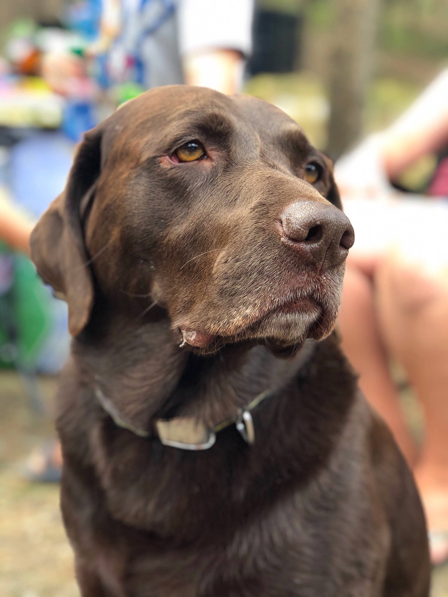 Arrow joined the competition — help win amazing prizes! borador, canidae, carnivore, collar, companion_dog, dog, dog_breed, dog_collar, fur, gun_dog, hunting_dog, leash, liver, pet_supply, retriever, snout, sporting_group, whiskers, working_animal, working_dog