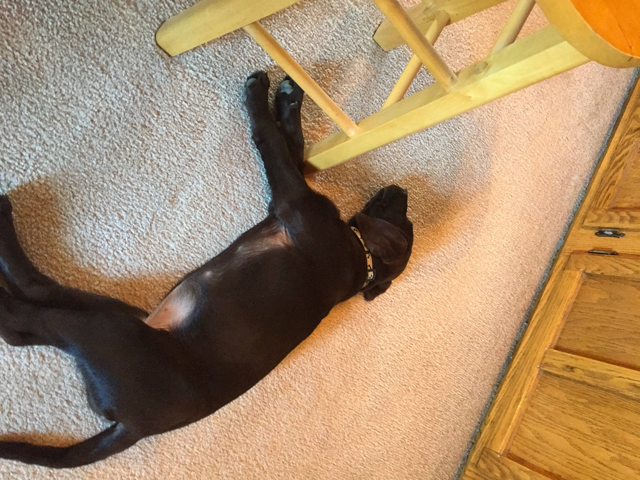 Arrow is registered to the contest to win money with this photo: brown, canidae, carnivore, comfort, companion_dog, dog, dog_breed, fawn, flooring, guard_dog, hardwood, liver, pet_supply, plywood, sporting_group, tail, varnish, wood, wood_stain, working_animal