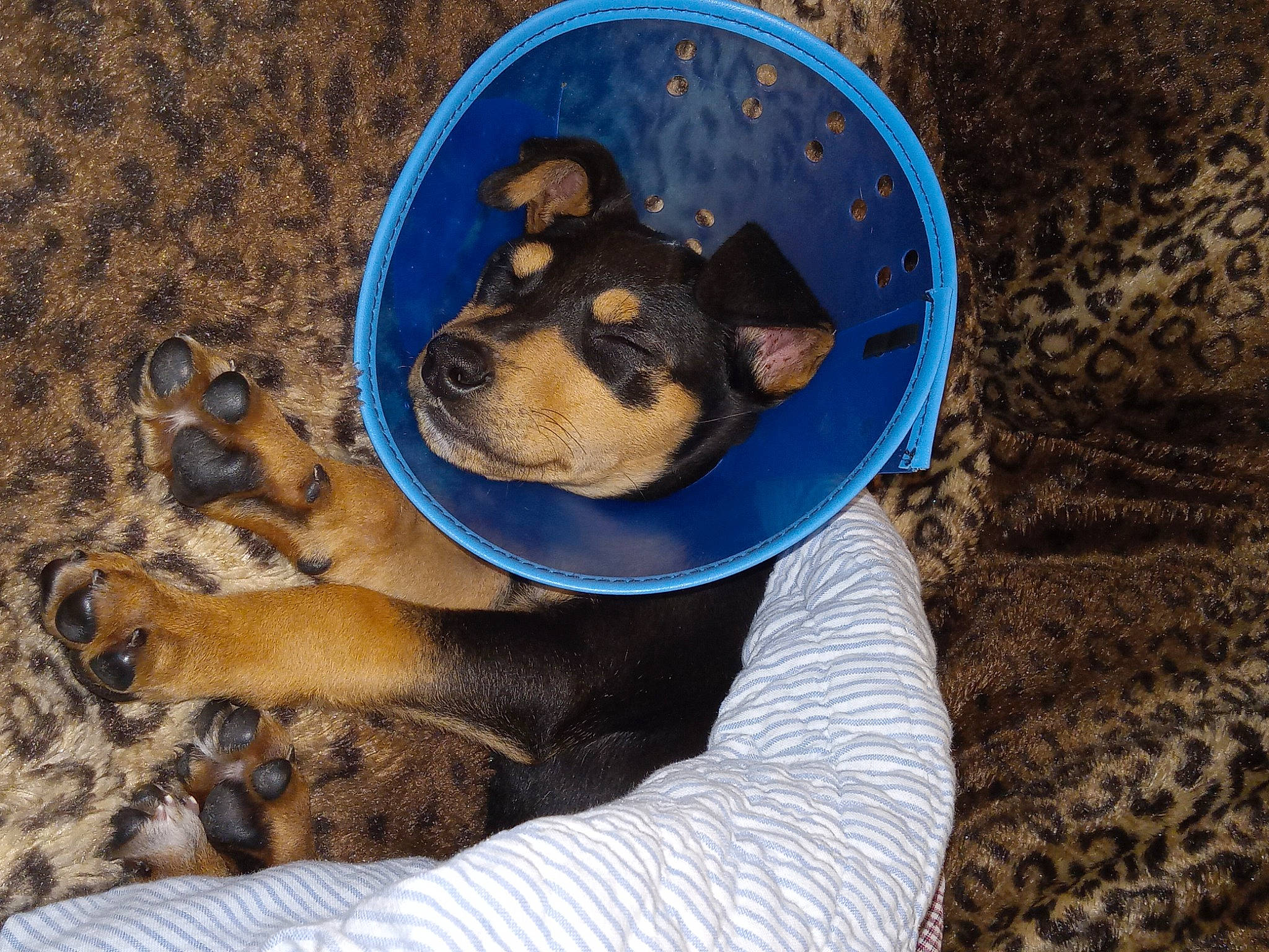 Lily is registered to the contest to win money with this photo: canidae, carnivore, comfort, companion_dog, dog, dog_breed, electric_blue, fawn, fur, non_sporting_group, paw, puppy, snout, sporting_group, street_dog, terrestrial_animal, toy_dog, whiskers, working_animal