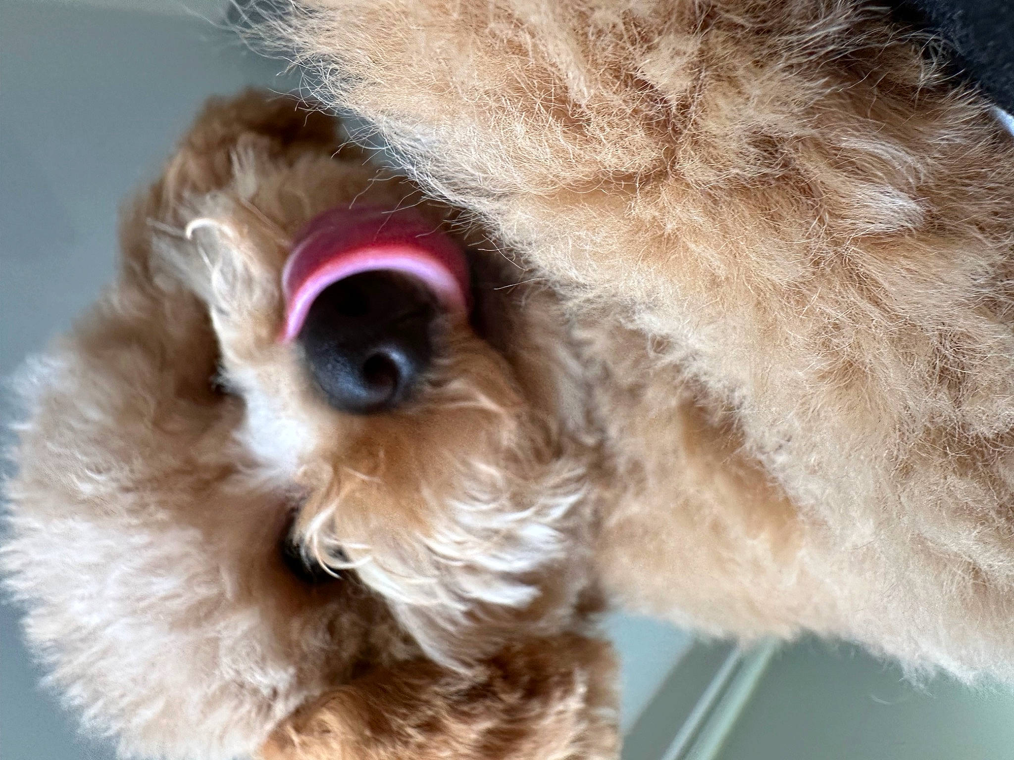 Teddy is registered to the contest to win money with this photo: canidae, carnivore, close_up, companion_dog, dog, dog_breed, dog_collar, ear, fawn, fur, liver, paw, pet_supply, snout, sporting_group, terrier, toy_dog, vertebrate, whiskers, working_animal