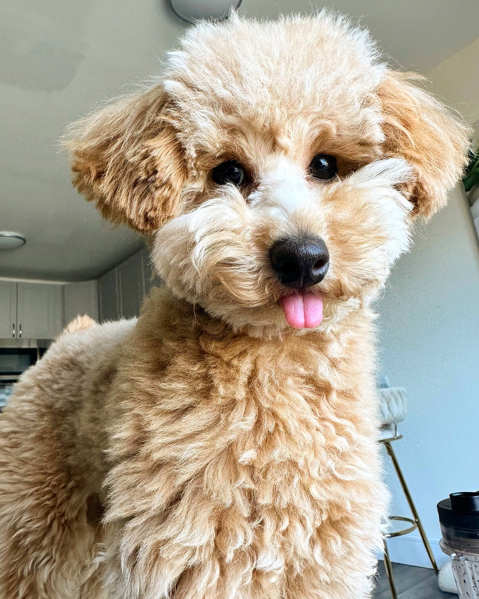 Teddy joined the competition — help win amazing prizes! canidae, carnivore, collar, companion_dog, dog, dog_breed, dog_collar, dog_supply, fawn, fur, labradoodle, maltepoo, pet_supply, poodle, snout, sporting_group, terrier, toy_dog, water_dog, working_animal