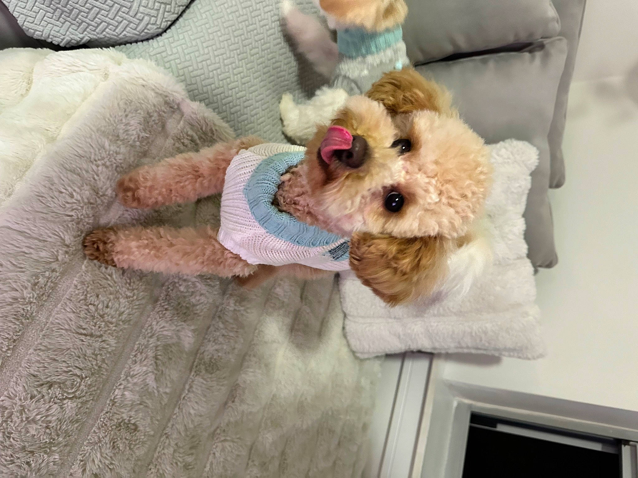 Teddy is registered to the contest to win money with this photo: carnivore, comfort, companion_dog, couch, dog, dog_breed, dog_clothes, dog_supply, fawn, linens, picture_frame, small_terrier, snout, stuffed_toy, television, terrier, textile, toy, toy_dog, working_animal