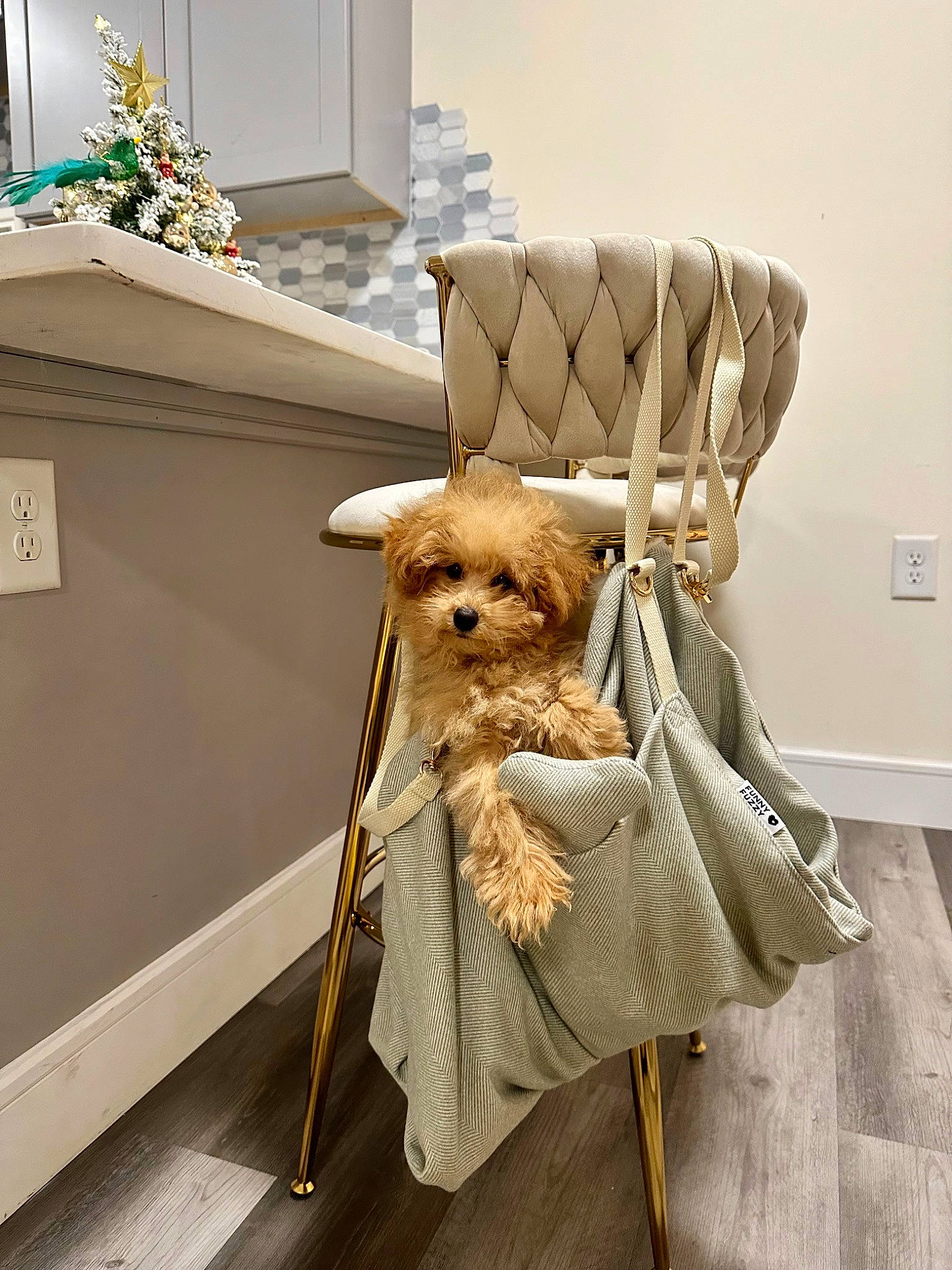 Teddy joined the competition — help win amazing prizes! canidae, carnivore, chair, companion_dog, couch, event, fashion_accessory, fawn, floor, flooring, fur, hat, outdoor_furniture, room, sporting_group, stuffed_toy, twig, wicker, wood, working_animal