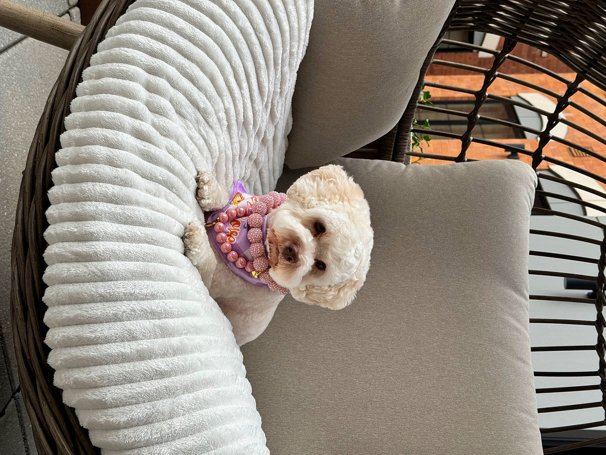 Hope joined the competition — help win amazing prizes! bedding, canidae, carnivore, comfort, companion_dog, couch, dog, dog_breed, dog_supply, fur, linens, nap, pet_supply, room, sofa_bed, sporting_group, studio_couch, stuffed_toy, throw_pillow, toy_dog