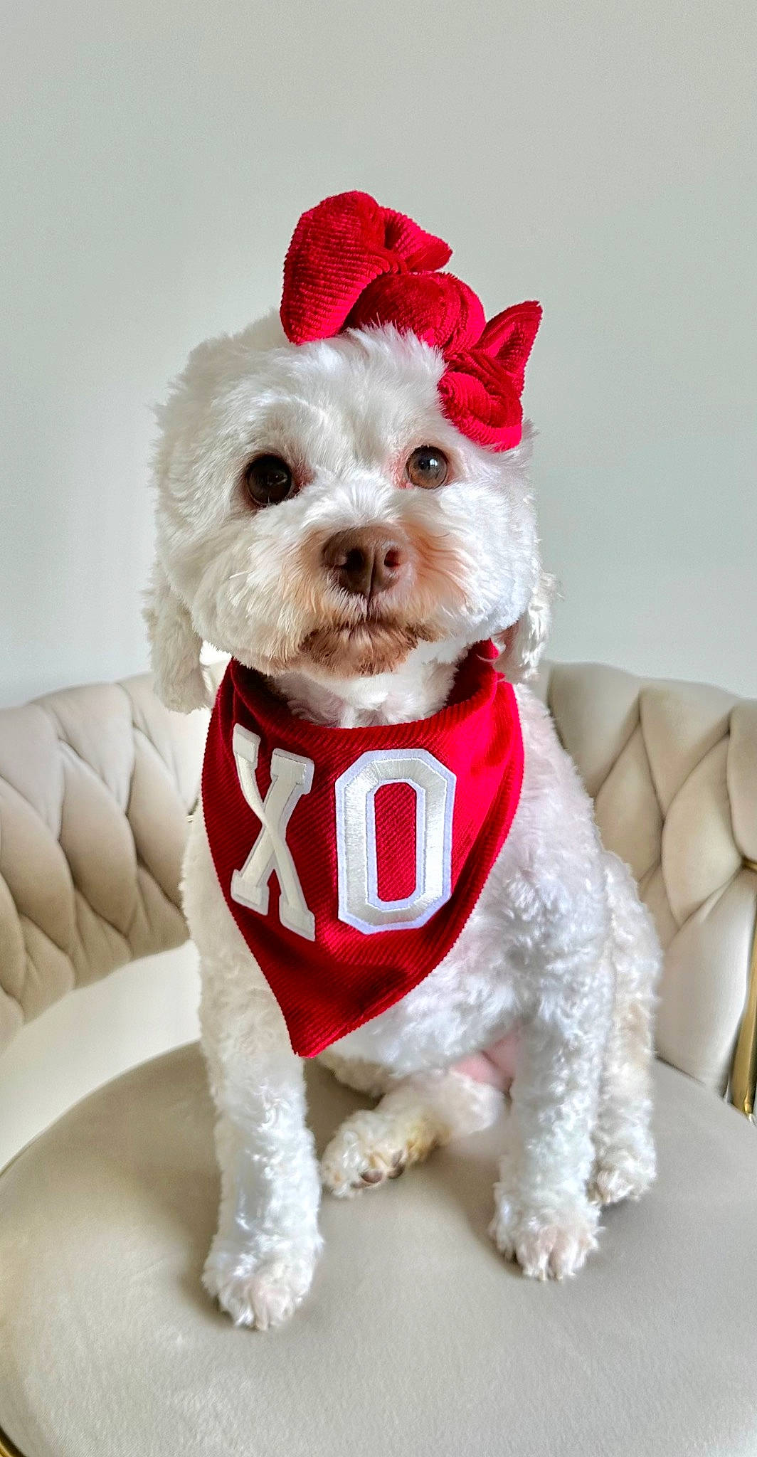 Hope joined the competition — help win amazing prizes! canidae, carmine, carnivore, collar, companion_dog, dog, dog_breed, dog_clothes, dog_collar, dog_supply, fashion_accessory, fictional_character, fur, pet_supply, small_terrier, snout, sporting_group, terrier, toy_dog, working_animal