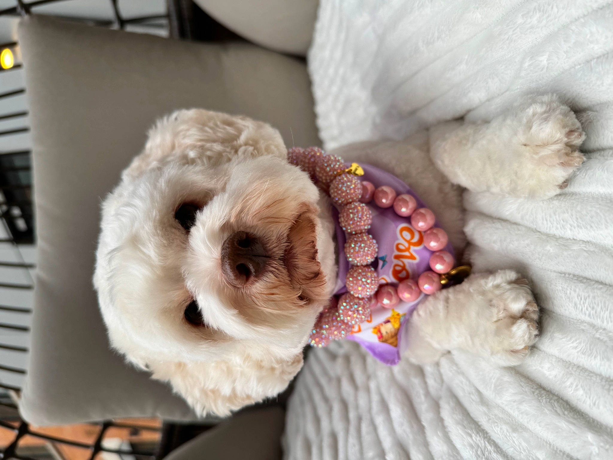 Hope joined the competition — help win amazing prizes! canidae, carnivore, companion_dog, couch, dog, dog_breed, dog_supply, eyewear, fawn, felidae, glasses, linens, plush, snout, sporting_group, stuffed_toy, sunglasses, toy, toy_dog, wool