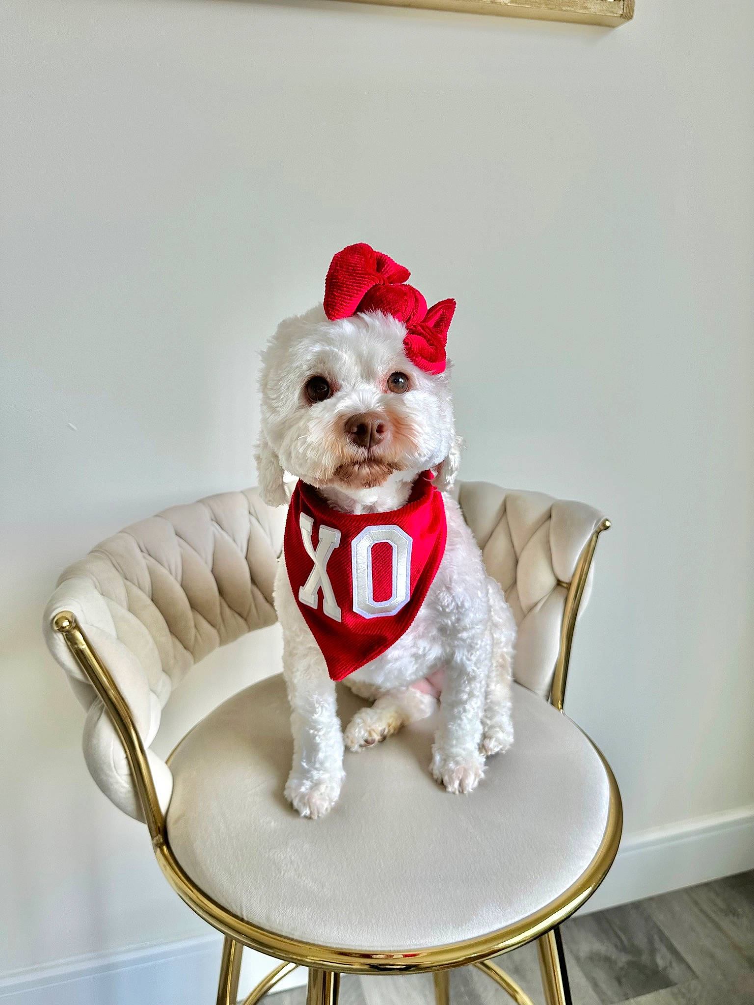 Hope is registered to the contest to win money with this photo: canidae, carnivore, chair, collar, companion_dog, dog, dog_breed, dog_collar, dog_supply, fawn, flooring, furniture, liver, outdoor_furniture, pet_supply, rectangle, sporting_group, table, toy_dog, working_animal