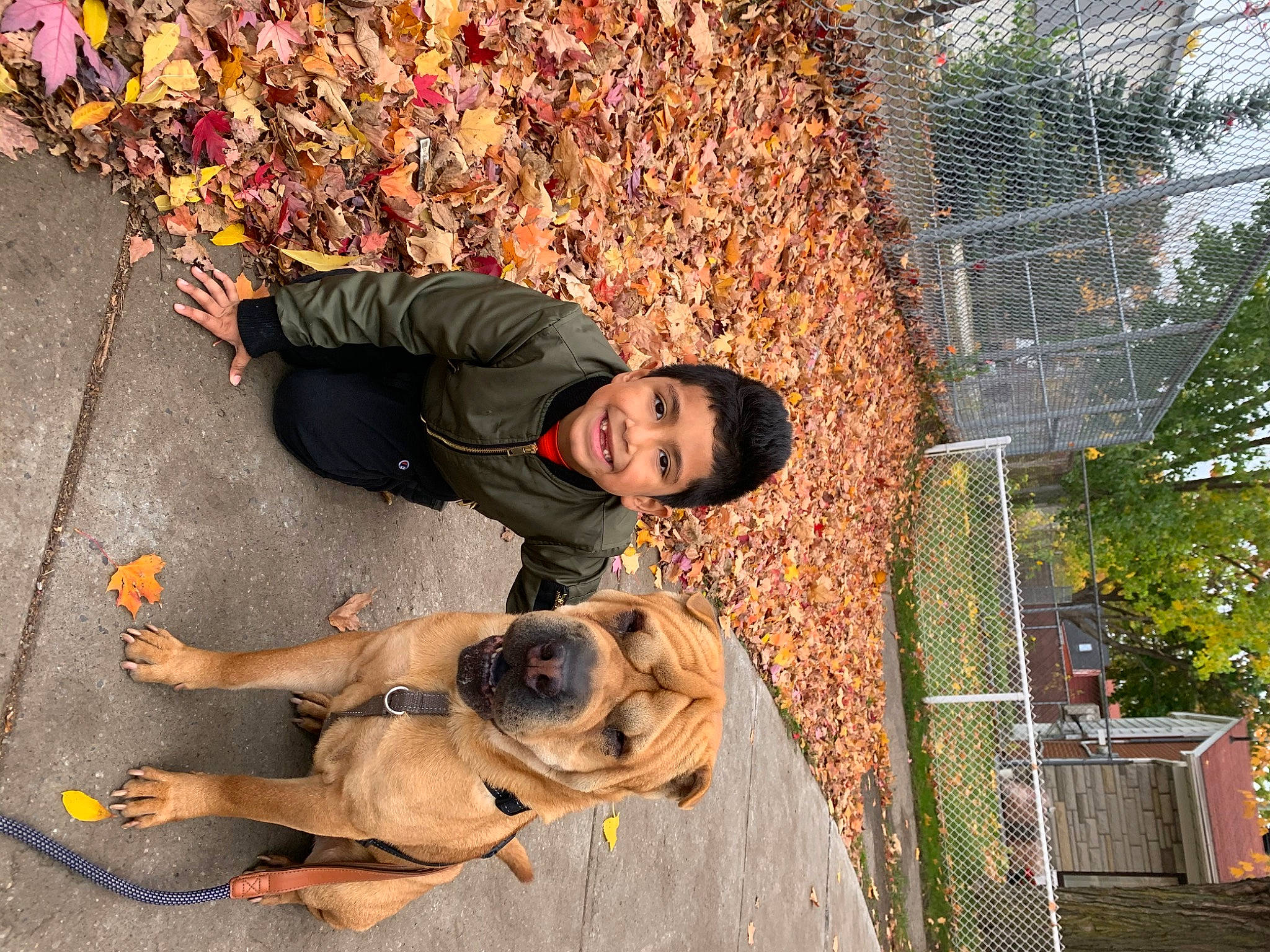 Bruce joined the competition — help win amazing prizes! canidae, carnivore, companion_dog, dog, dog_breed, eyewear, fun, grass, guard_dog, happy, leisure, road_surface, sidewalk, sitting, smile, sunglasses, tree