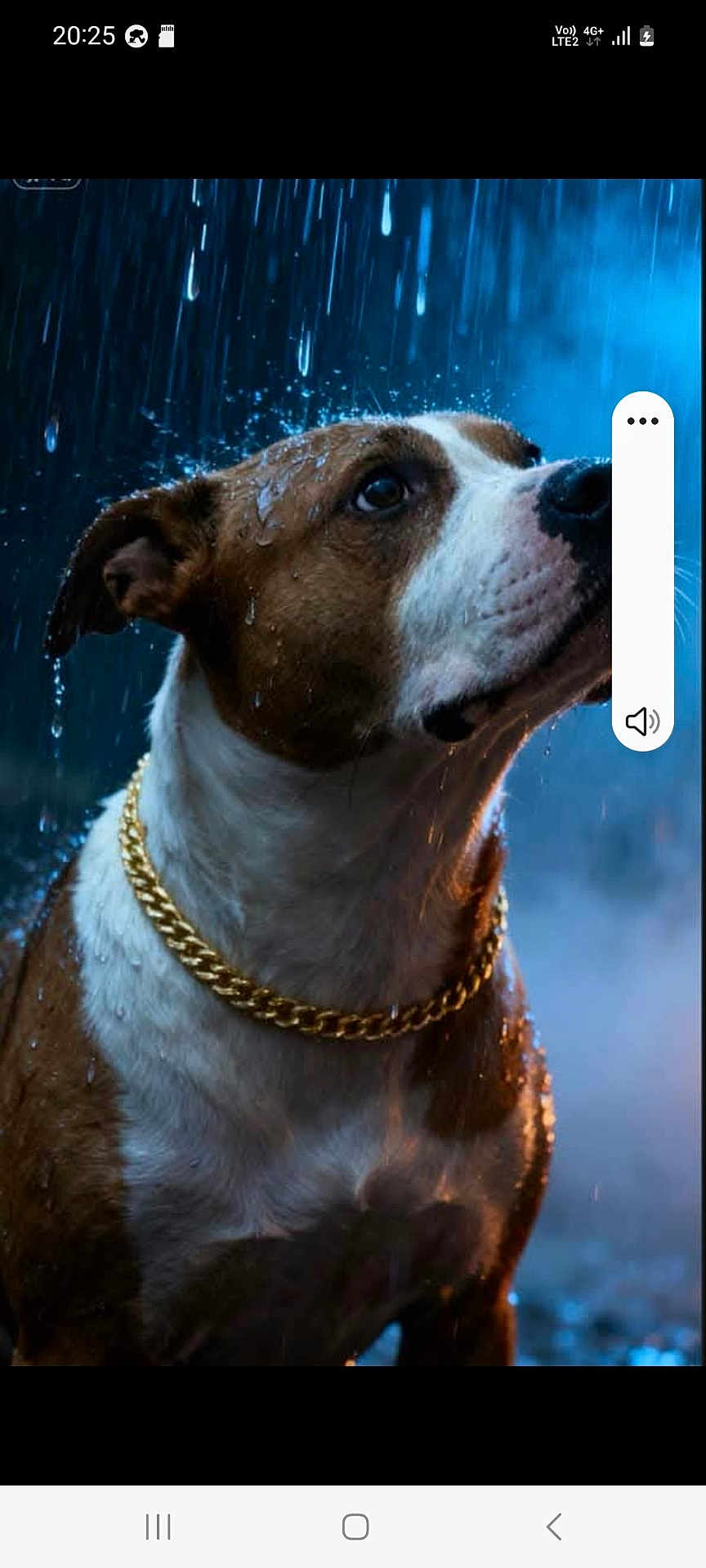 Onyx a rejoint le concours — aidez-le/la à gagner de superbes lots ! dog, rain, water_droplets, chain, brown_and_white, portrait, animal, wet_fur, moody_lighting, close_up, outdoor, canine, necklace, looking_up, dramatic, blue_background, pet, water, fur, raindrops