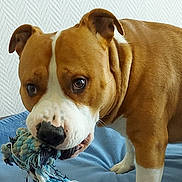Onyx a rejoint le concours — aidez-le/la à gagner de superbes lots ! dog, brown, white, rope_toy, blue_blanket, indoor, pet, animal, closeup, playful, canine, fur, ears, face, snout, paw, texture, background, looking, standing