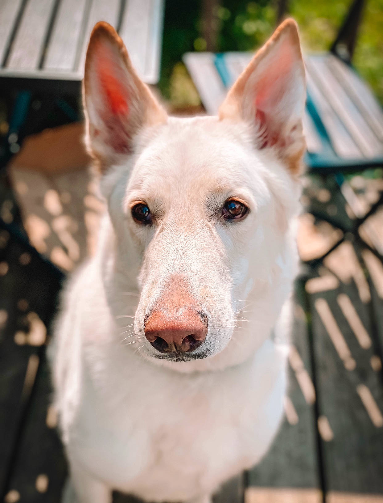 Hachi is registered to the contest to win money with this photo: ancient_dog_breeds, canidae, carnivore, collar, companion_dog, dog, dog_breed, dog_collar, ear, fawn, fur, non_sporting_group, snout, sporting_group, terrestrial_animal, whiskers, working_animal, working_dog