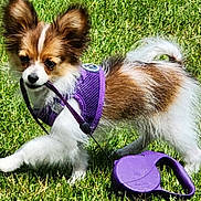 Bristol joined the competition — help win amazing prizes! accessories, animal, canine, clothing, cockerspaniel, dog, footwear, grass, harness, lawn, leash, papillon, pet, plant, puppy, purple, rock, sandal, strap, vegetation