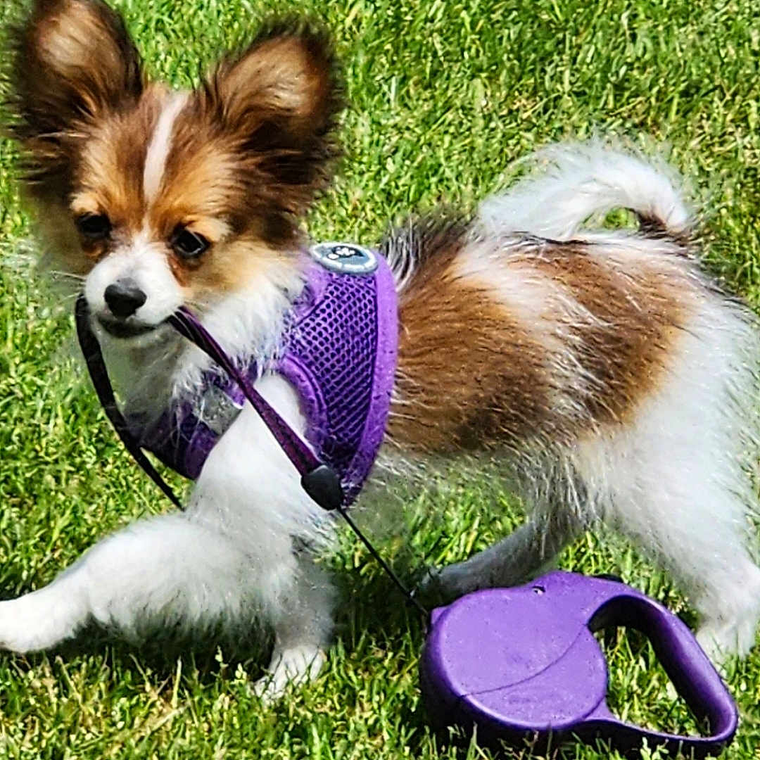 Bristol joined the competition — help win amazing prizes! accessories, animal, canine, clothing, cockerspaniel, dog, footwear, grass, harness, lawn, leash, papillon, pet, plant, puppy, purple, rock, sandal, strap, vegetation