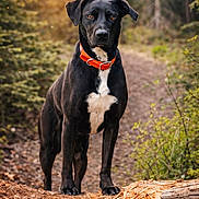 Maggie May is registered to the contest to win money with this photo: dog, black_dog, orange_collar, collar, forest, trail, path, log, wood, paws, standing, portrait, outdoors, trees, sunlight, foliage, nature, pet, animal, closeup