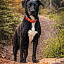 dog, black_dog, orange_collar, collar, forest, trail, path, log, wood, paws, standing, portrait, outdoors, trees, sunlight, foliage, nature, pet, animal, closeup