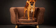 Vanille a rejoint le concours — aidez-le/la à gagner de superbes lots ! dog, small_dog, brown_dog, chair, armchair, furniture, pet, animal, indoor, studio, portrait, cute, alert, curious, fur, ears, legs, paw, sitting, looking