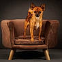 dog, small_dog, brown_dog, chair, armchair, furniture, pet, animal, indoor, studio, portrait, cute, alert, curious, fur, ears, legs, paw, sitting, looking