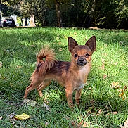 Vanille a rejoint le concours — aidez-le/la à gagner de superbes lots ! dog, small_dog, grass, outdoor, sunlight, leaf, tree, nature, pet, animal, canine, alert, brown_fur, tail, ears, park, daylight, standing, mammal, cute