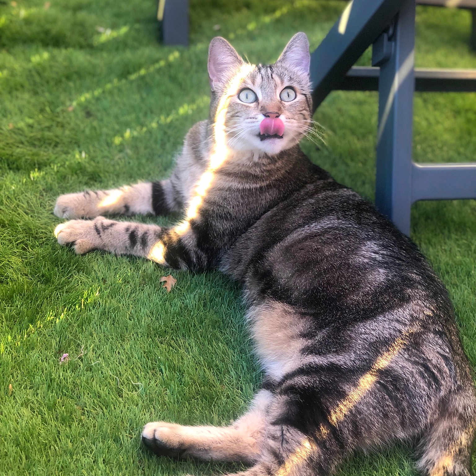 Babycat