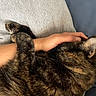 Ember joined the competition — help win amazing prizes! cat, tortoiseshell_cat, pet, animal, snuggling, human_hand, arm, sleeping, resting, cozy, feline, fur, domestic_cat, closeup, comfort, indoor, soft_texture, relaxation, companion, cuddle